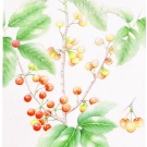 サクランボ,吉本一彦