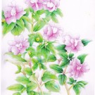 インパチェンス,吉本一彦