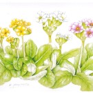 プリムラ,吉本一彦