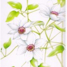 クレマチス,吉本一彦