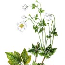 シュウメイギク,戸村一代