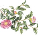 ツバキ,戸村一代