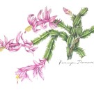 シャコバサボテン,戸村一代