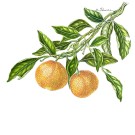 ウンシュウミカン,戸村一代