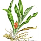 オモト,戸村一代