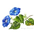 アサガオ,戸村一代