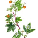 ブラックベリー,戸村一代