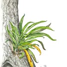 ノキシノブ,戸村一代