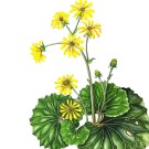 ツワブキ,戸村一代