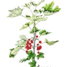 フサスグリ,原田敬子