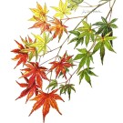 カエデ,原田敬子