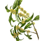 キンモクセイ,原田敬子