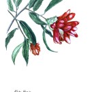 ツバキ,原田敬子