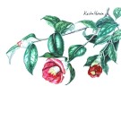 ヤブツバキ,原田敬子