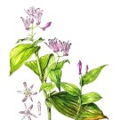 ホトトギス,原田敬子