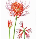 ヒガンバナ,原田敬子