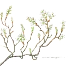 ジューンベリー,中山恵子