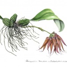 500山本昌宏2017Cirrhopetalum(Cirr.)　Louis Sanderｘ　Bulbophyllum(Bulb.)　phalaenopsis