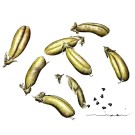 マメ,ビーンズ,伊藤みゆき