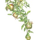 ザクロ,伊藤みゆき