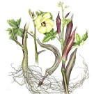 アカオクラ, 伊藤みゆき