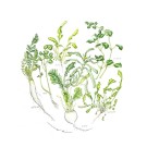 春の七草,伊藤みゆき