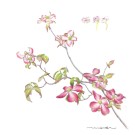 ハナミズキ ,伊藤みゆき