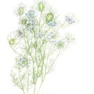 ニゲラ,伊藤みゆき