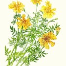 マリーゴールド,伊藤みゆき