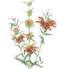 レオノチス,伊藤みゆき