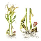 ミョウガ,伊藤みゆき