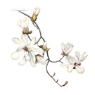 タムシバ ,伊藤みゆき