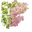 サルスベリ,伊藤みゆき