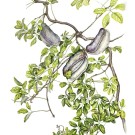 アケビ,伊藤みゆき