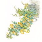 ミモザ ,伊藤みゆき