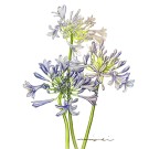 アガパンサス, 伊藤みゆき