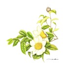 白ツバキ,伊藤みゆき