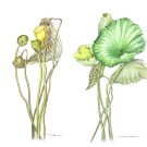 ハス, 伊藤みゆき