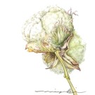 コットン, 伊藤みゆき