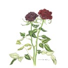 バラ, 伊藤みゆき