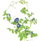 バタフライピー,伊藤みゆき