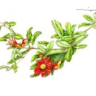 ザクロの花, 伊藤みゆき