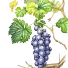 ブドウ, 伊藤みゆき