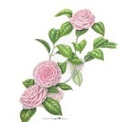 オトメツバキ,伊藤みゆき