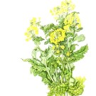 ナバナ,伊藤みゆき