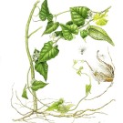 ガガイモ, 伊藤みゆき