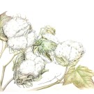 ワタ,伊藤みゆき