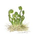 ゼンマイ,伊藤みゆき