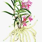 Epidendrum centradenium   桜姫千鳥（小池昇司）