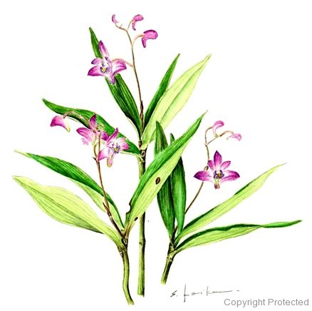 Dendrobium kingiaunm（小池昇司）